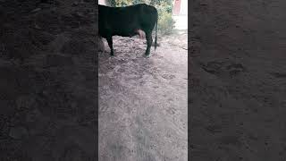 Mastitis treatment of cow [upl. by Suhcnip]