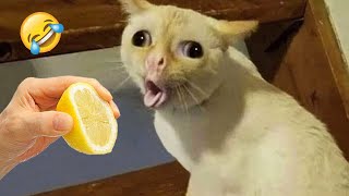 Ultimate Funny Cats and Dogs 😻🐶 Funniest Animals 😂 Part 10 [upl. by Dusen]