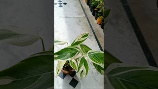 Maranta Arundinacea plant 🪴❤️gardening shorts trending plants arrowroot plant [upl. by Anafetse]