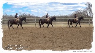 My gaited horses fox trot in regular and slow motion [upl. by Donelu]