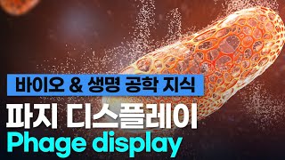 바이오 amp 생명 공학 지식파지 디스플레이Phage display [upl. by Aksehcnarf288]