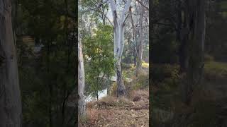 Goomburra valley camping ground early in the morning beautiful 🤩 goomburravalley campinglife [upl. by Charlie501]