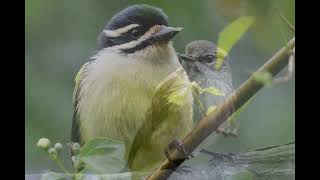 Birding in Zululand St Lucia [upl. by Ynohtnaeoj]