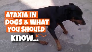 ATAXIA IN DOGS 🐶What You Need or Should Know [upl. by Rosabelle]