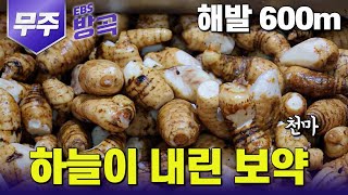 전북 무주 하늘이 내린 보약 농약 화학비료 없는 천마가 자라는 천혜의 땅  해발 600m 용추마을  고향민국 [upl. by Aerda]