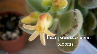 First time my Cotyledon tomentosa  bears paws  succulent in beautiful blooms [upl. by Nile231]