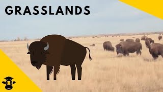 Grasslands  Biomes of the World [upl. by Feliks]