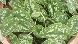 Scindapsus Pictus Argyraeus  Satin Pothos From Cuttings Given By My FriendImelda Ingram USA [upl. by Junius79]