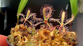 Propagating Drosera latifolia using leaf cuttings drosera propagation [upl. by Olegnalehcim]