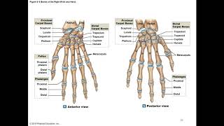 Chapter 8 Appendicular Skeleton [upl. by Hgeilhsa]