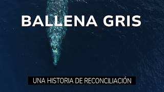 De la caza al ecoturismo La historia de las ballenas grises en Baja California Sur México [upl. by Greene]