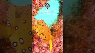 Yellow boxfish  AMAZING FACTS [upl. by Harri641]