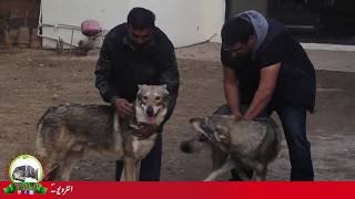 FIRST WOLFDOG IMPORTS PAKISTAN BY SARDAR UZAIR HASSAN [upl. by Marigolde]