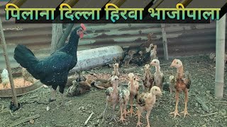 पिल्लांना दिला हिरवा भाजीपाल birds poultryfarm wani chandrapur [upl. by Nnep]