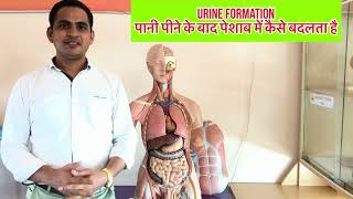 पानी पीने के बाद पेशाब में कैसे बदल जाता है । Urine Formation  Urinary Systemviral trending [upl. by Nitin]