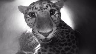 Newborn Amur Leopards  Natures Miracle Babies  BBC Earth [upl. by Hairacaz]