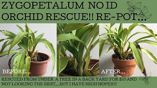 Zygopetalum rescue A FB Marketplace 10 no ID orchid find in need of diagnosis repotting amp love [upl. by Alva]