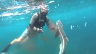 spearfishing SEQ [upl. by Astrid]