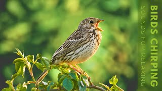 Birds Chirping  Relaxing Bird Singing Heal Stress Relieving Anxiety Ambient Nature [upl. by Padriac890]