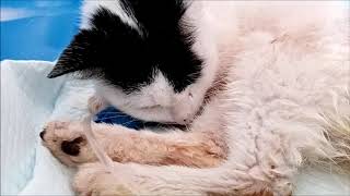 Pyrethrinpyrethroid poisoning in cat [upl. by Eustache508]