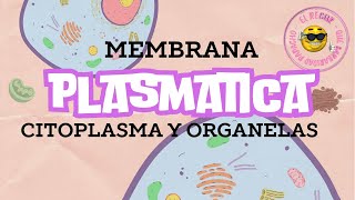 CELULA MEMBRANA PLASMATICA CITOPLASMA Y ORGANELAS [upl. by Ellinnet702]