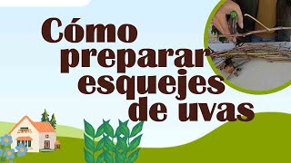 como preparar esquejes de uvas [upl. by Xila]