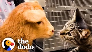 Cat Reaches Into Every Cage At The Vet To Pet The Animals  The Dodo Cat Crazy [upl. by Jeremiah98]