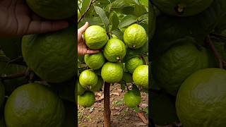 Successfully Growing Guava Trees from Cuttings Tips amp Tricks garden guavacuttings growguavatree [upl. by Wearing]