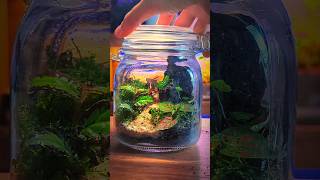 Mini Jar Ecosystem relaxing terrarium shorts [upl. by Jardena]