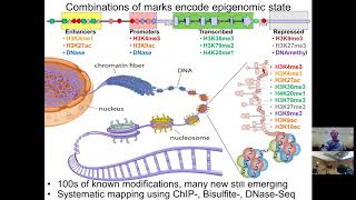 MIT CompBio Lecture 08  Epigenomics [upl. by Earvin952]