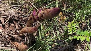 Esparrago de Lobo Orobanche rapumgenistae [upl. by Claman]