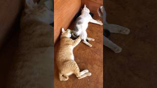 Baby sleeping cat catlover nature dog catfunny viral shorts viralshorts video shortvideo [upl. by Annirak]