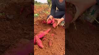 Sweet potato harvesting P10 shorts farming [upl. by Alletsirhc307]