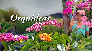 CUIDADOS BASICOS DE LAS ORQUIDEAS  como Mantener Lindas Las Orquideas En Casa [upl. by Notsek]