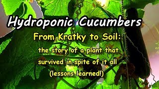 Growing Hydroponic Cucumbers Indoors From Kratky to Soil a story of survival [upl. by Elaen]