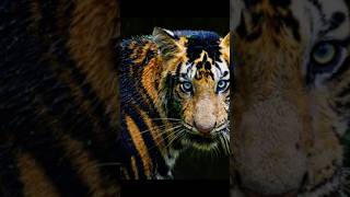 Bringing back this trend Melanistic bengal tiger therian antizoo tigertherian trending [upl. by Natalia94]