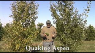 Quaking Aspen [upl. by Fisa]