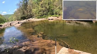 West Virginia Trout Fishing At Its Finest [upl. by Tterrab]