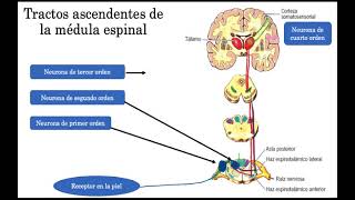 Tractos ascendentes de la médula espinal parte 2 RESUMIDO Y SENCILLO [upl. by Ecad807]