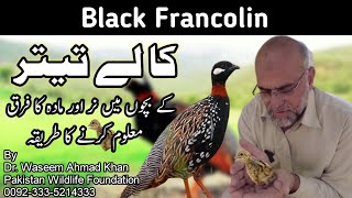 How to Differentiate Between Male And Female Chicks in Black Francolin  Kala Titar Male and Female [upl. by Kirsten]