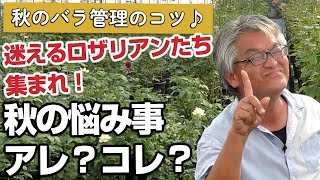 【バラの育て方】秋のバラ管理のコツ♪迷えるロザリアンたち集まれ！秋の悩み事アレ？コレ？（2024年10月11日） [upl. by Lorou]