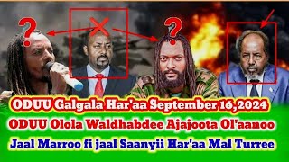 Dhaamsa Ajajoota Olaanoo Jaal Marroo fi jaal Saanyii September 162024 ololaa Giddu Kana [upl. by Chretien]