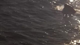 RARE WHALE SIGHTING in Kure Beach North Carolina [upl. by Loux]