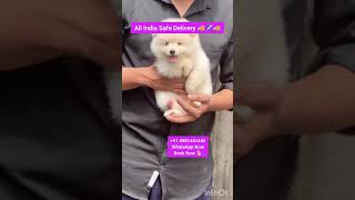 Toy Pom puppy available for sale ll Best Pet shop in Surat ll Pyaarepets ytshorts pets toypom [upl. by Malanie56]