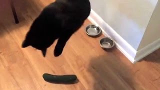 Cat VS Cucumber 😂 HD Funny Pets [upl. by Iinde630]