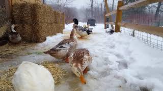 Silver Appleyard Ducks Love Their Ice Puddles [upl. by Eustacia983]