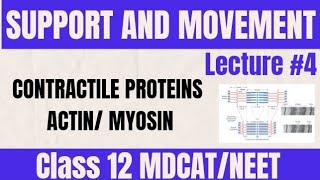 ACTIN AND MYOSIN TROPONINTROPOMYOSIN LECTURE 4  CLASS 12 MDCAT [upl. by Yrogerg]