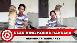 Heboh Ular King Kobra Raksasa Asli atau Palsu [upl. by Eniamret]