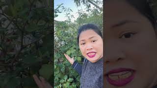 Edible Kawakawa Plants organic kawakawa plants herbs edible [upl. by Doreg143]