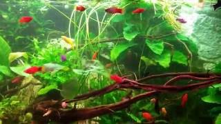 Big Beautiful Platy Molly aquarium tank 1000 liter [upl. by Mulvihill]